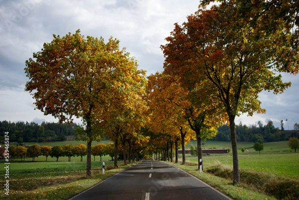 Fototapeta Straße durch eine herbstliche Allee