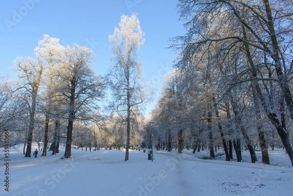 Fototapeta Park in winter with pathways and snow covered trees, people in background