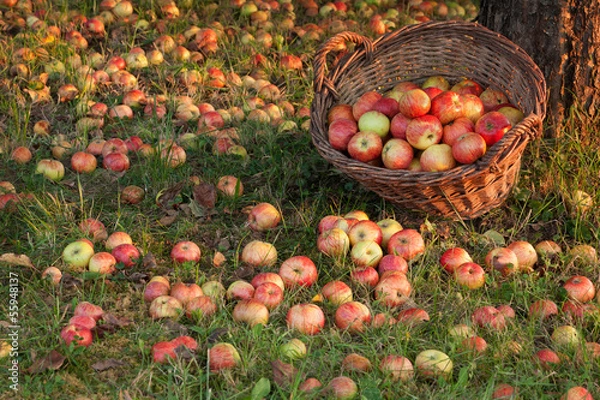 Obraz Reiche Apfelernte