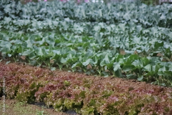 Fototapeta 畑で栽培されているサニーレタス