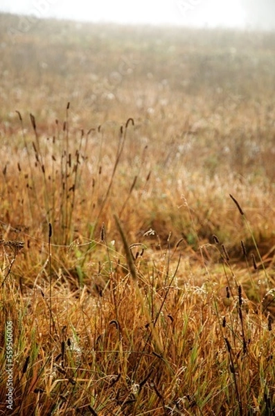 Obraz grass in the field