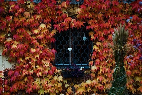 Obraz window with autumn leaves
