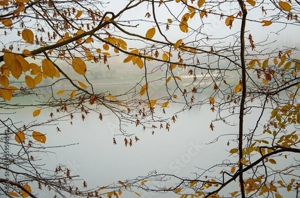 Obraz foggy autumn