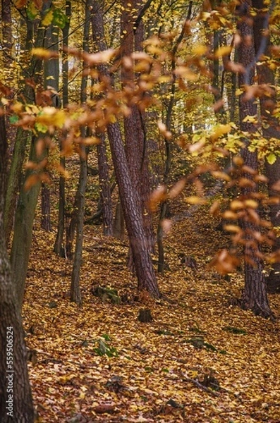 Obraz autumn in the forest