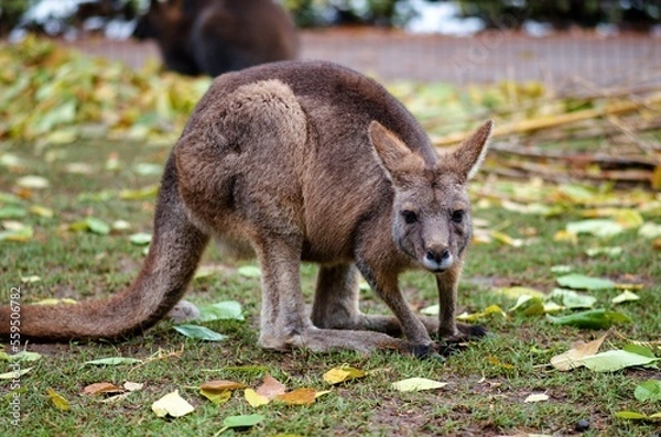 Obraz kangaroo in the park