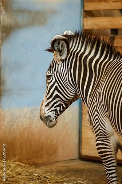 Obraz zebra in the zoo