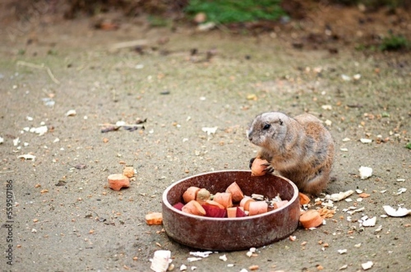Obraz eating ground squirrel
