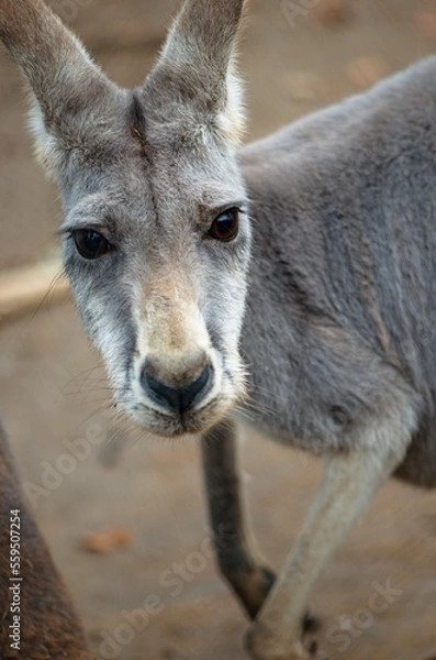 Obraz kangaroo in the zoo