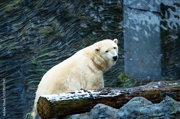 Obraz white polar bear