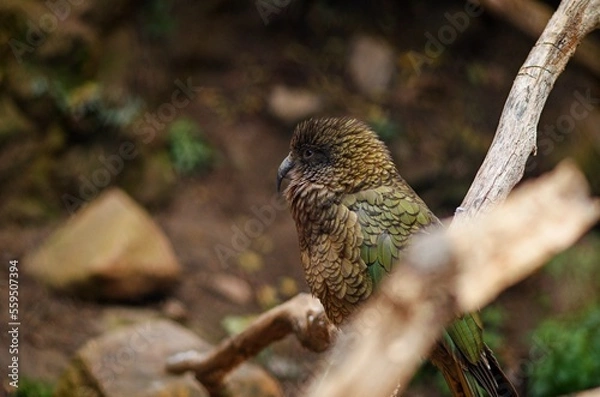 Obraz bird on a branch
