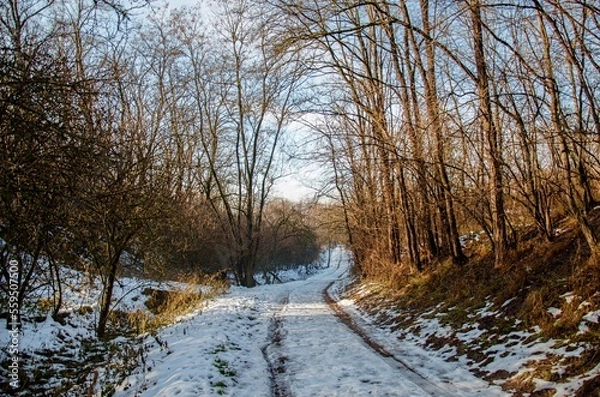 Fototapeta snowy path in forest