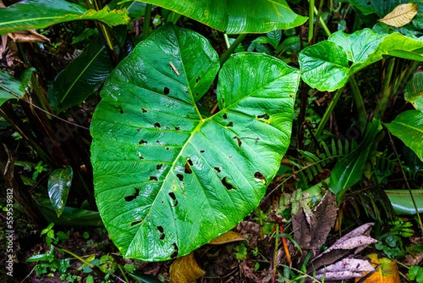 Fototapeta Close-up on the unique plants of the monteverde cloud forest in Costa Rica; colorful leaves and flowers in a tropical rainforest in the mountains