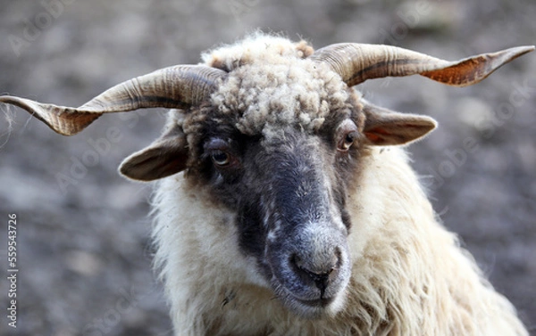 Obraz close up of a sheep