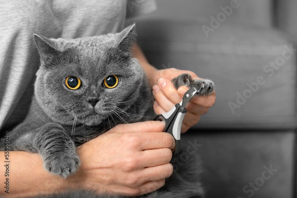 Obraz The girl cuts the claws of the cat in the home interior.