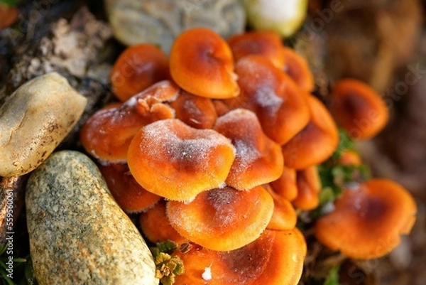 Fototapeta makroaufnahme im winter, viele orange pilze mit weisem frost, steine runtherum