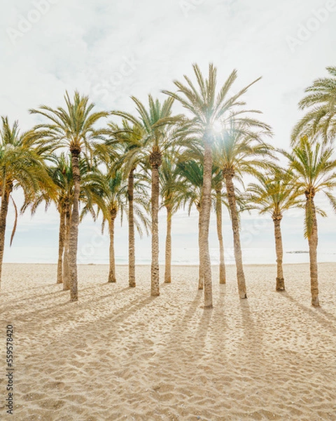 Obraz palm trees on the beach