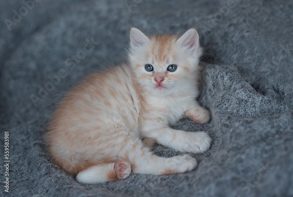 Fototapeta Cute little red kitten sleeps on fur white blanket