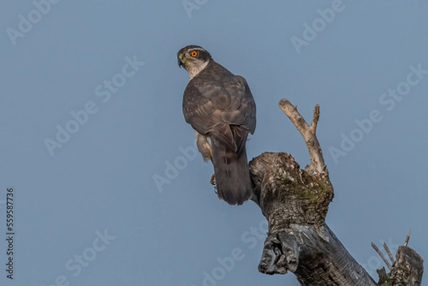 Obraz autours des palombes
