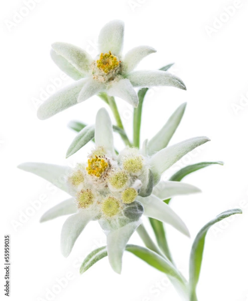 Fototapeta Edelweiss