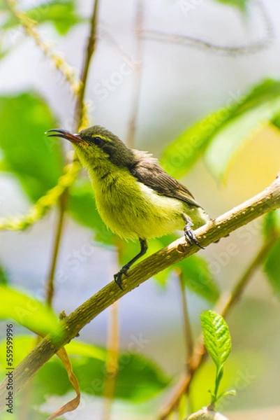 Obraz bird on a branch