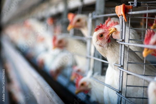 Obraz chickens