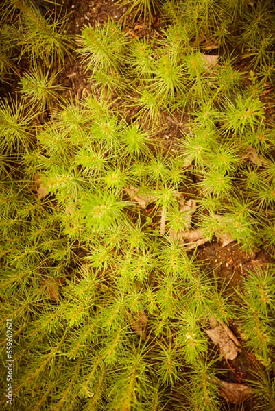 Obraz Pine seedlings, ecological renovation