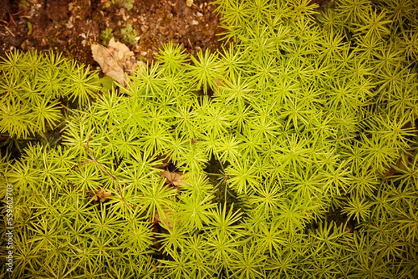 Obraz Pine seedlings, ecological renovation