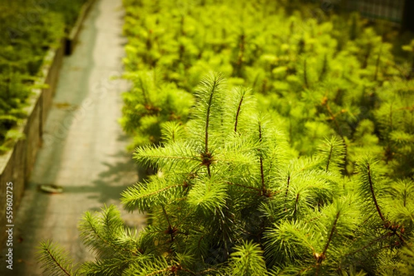 Obraz Pine seedlings, ecological renovation