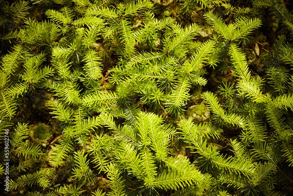 Obraz Pine seedlings, ecological renovation