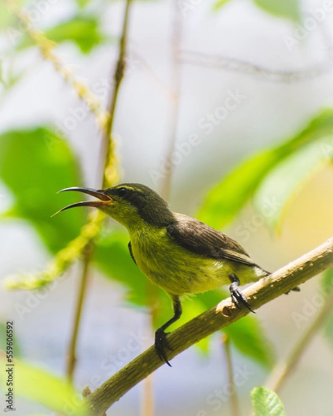 Obraz bird on a branch