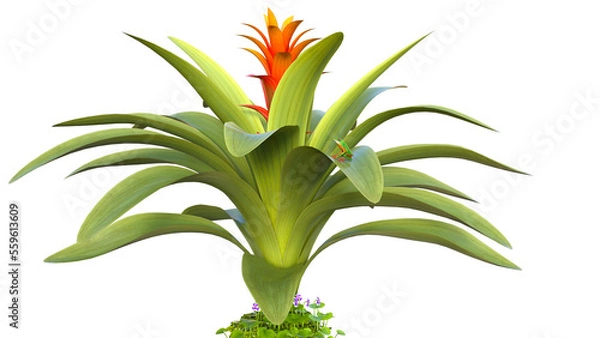 Fototapeta Bromelia Bromeliad Flower Plant Blooming, 3d rendering