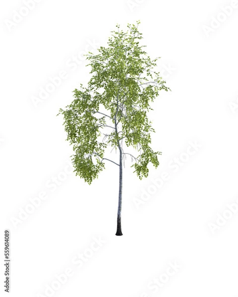Fototapeta tree isolated on transparent background