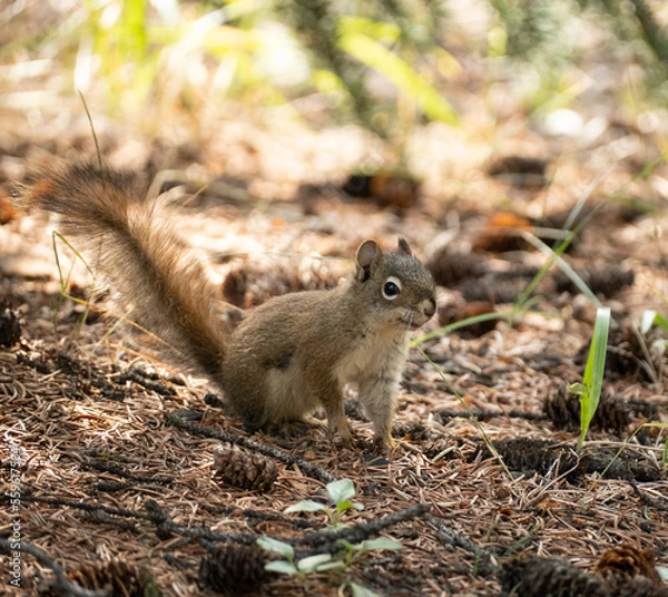 Fototapeta squirrel on the ground