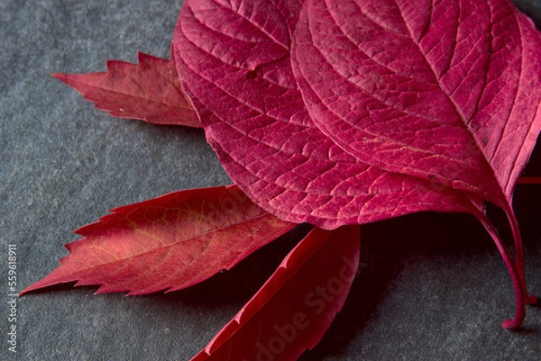 Fototapeta Red leaves on a gray stone background.