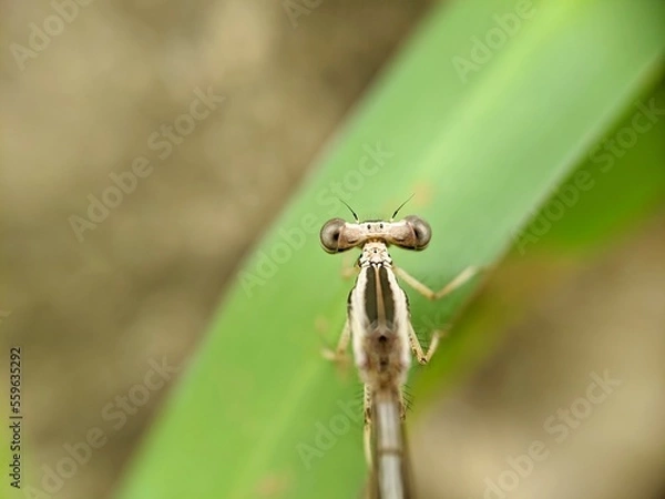 Obraz dragonfly on a leaf