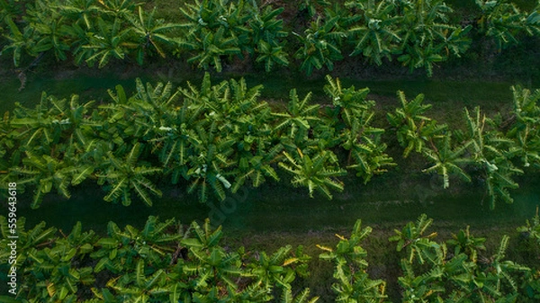 Fototapeta Aerial view of bananas plantation in a tropical location