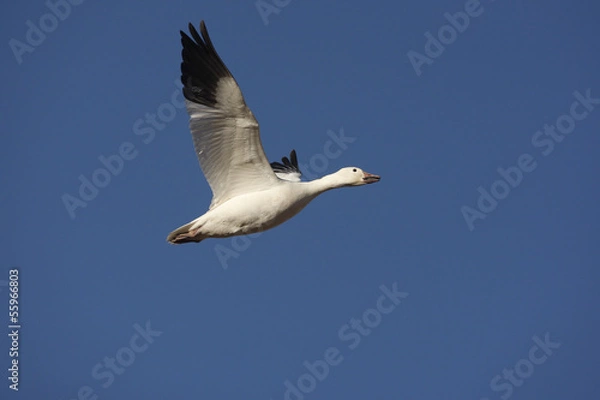 Obraz Snow goose, Anser caerulescens