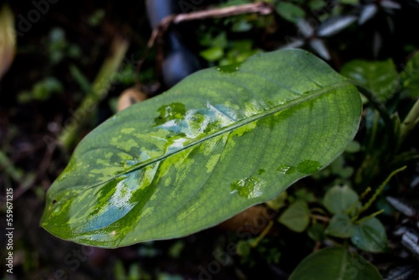 Obraz rain drops on leaf