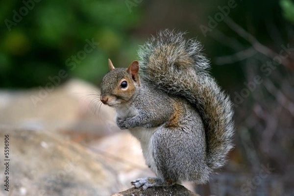Obraz Gray squirrel sit on stone
