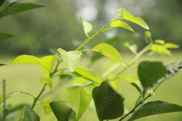 Fototapeta lime leaf shoots that grow abundantly