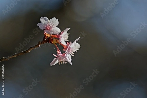 Obraz flower in the rain