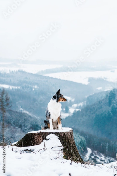 Obraz Ausi im Schnee 