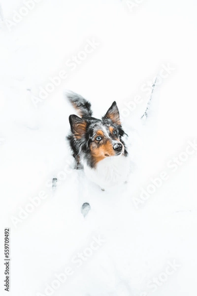 Obraz Snow Dog 
