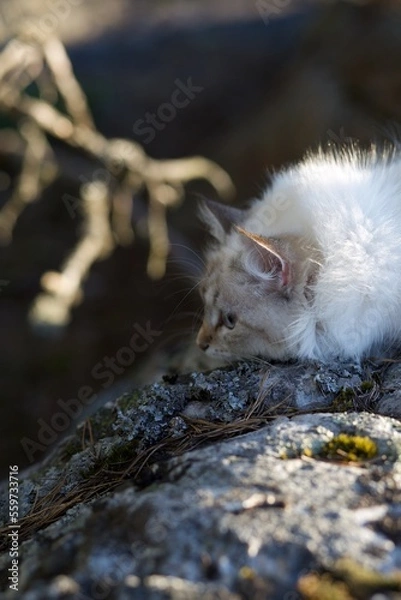 Obraz Siberian Neva Masquerade kitten resting