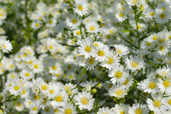 Obraz white daisy flowers in the meadow