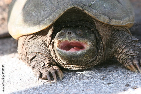 Obraz OPEN MOUTH TURTLE
