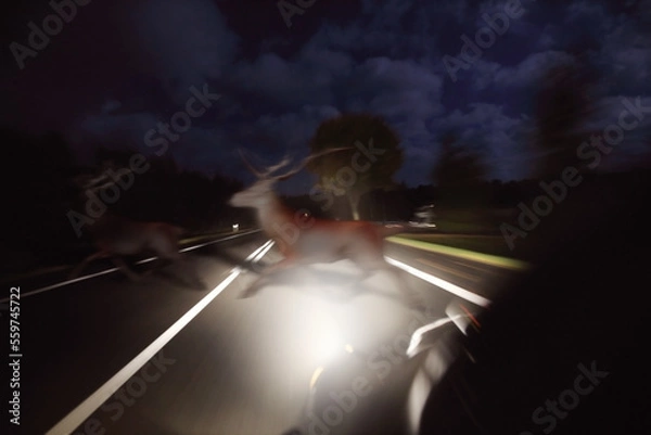 Fototapeta Running deer across the road in front of the car at night