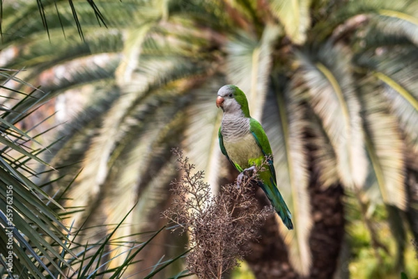 Obraz Loud parrot sits on a branch