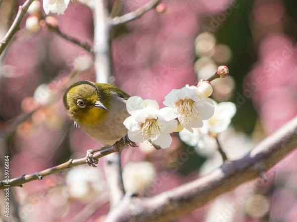 Obraz Japanese White-eye and Japanese Apricot