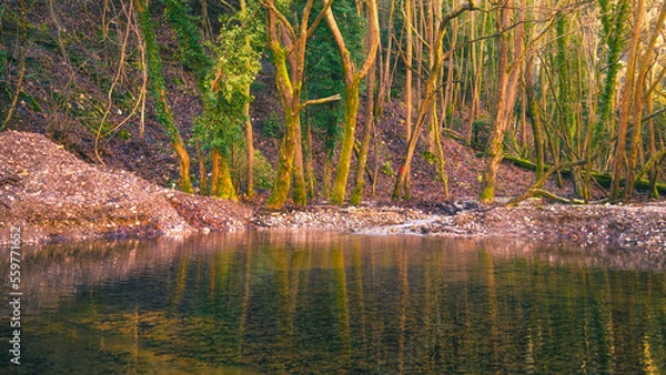 Obraz Lake in the forest